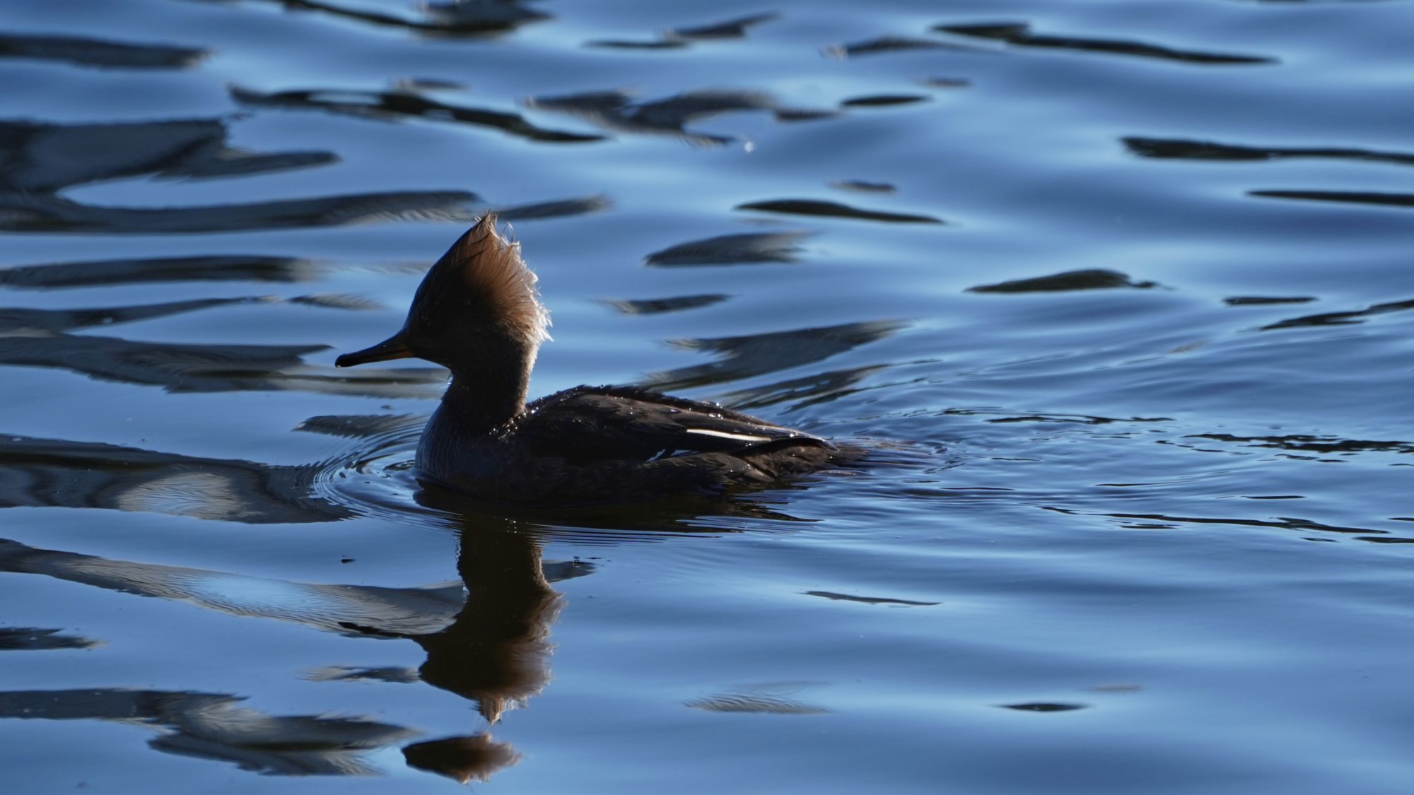 Hooded merganser