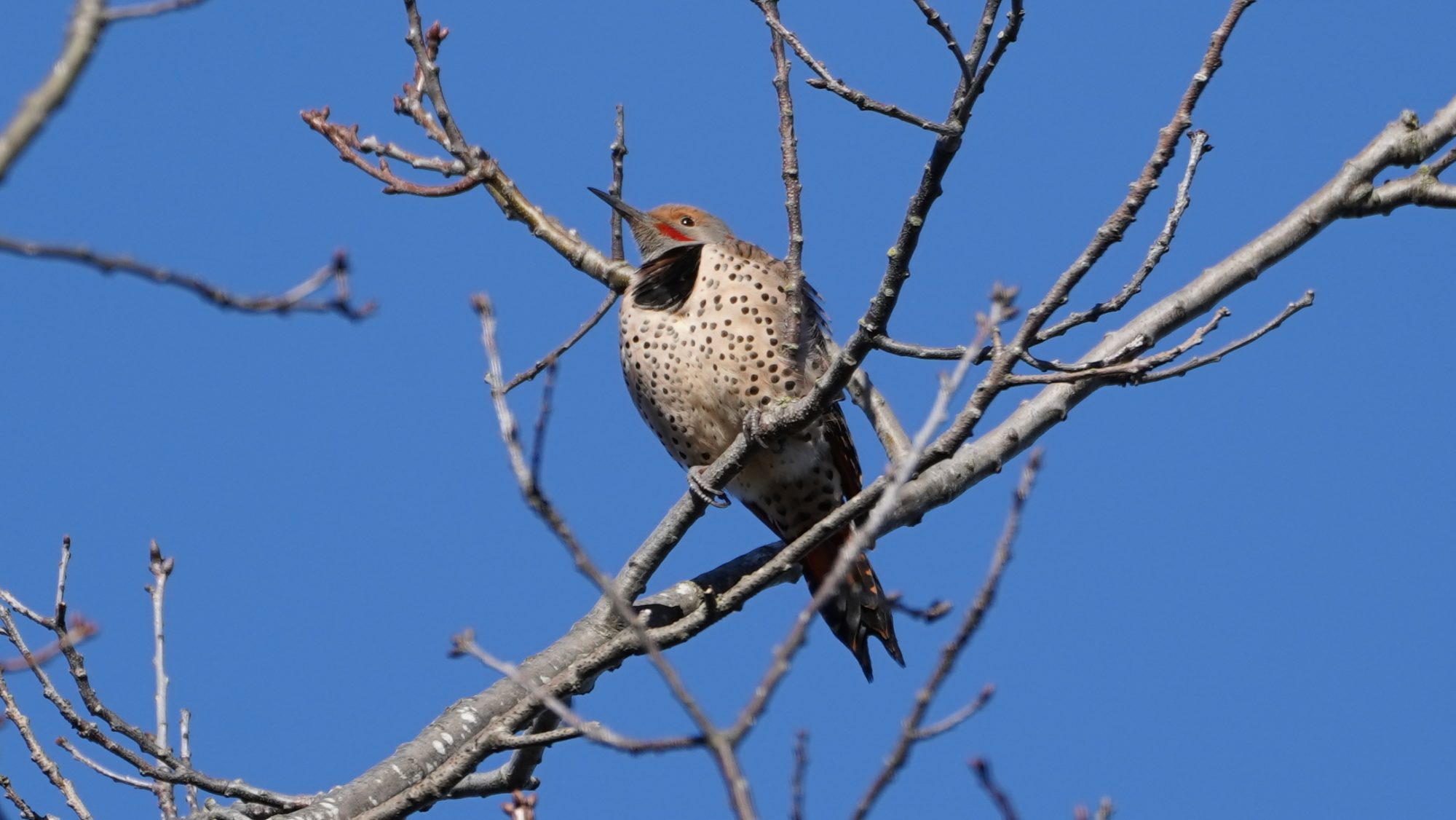 Northern Flicker