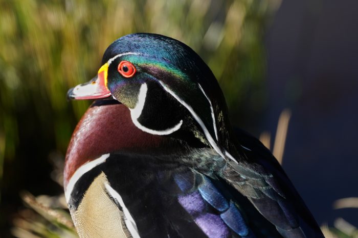 Wood duck