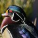 Magnificent Wood Duck