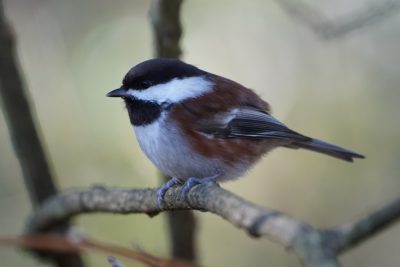 Chestnut-backed Chickadee