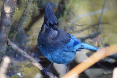 Steller's Jay