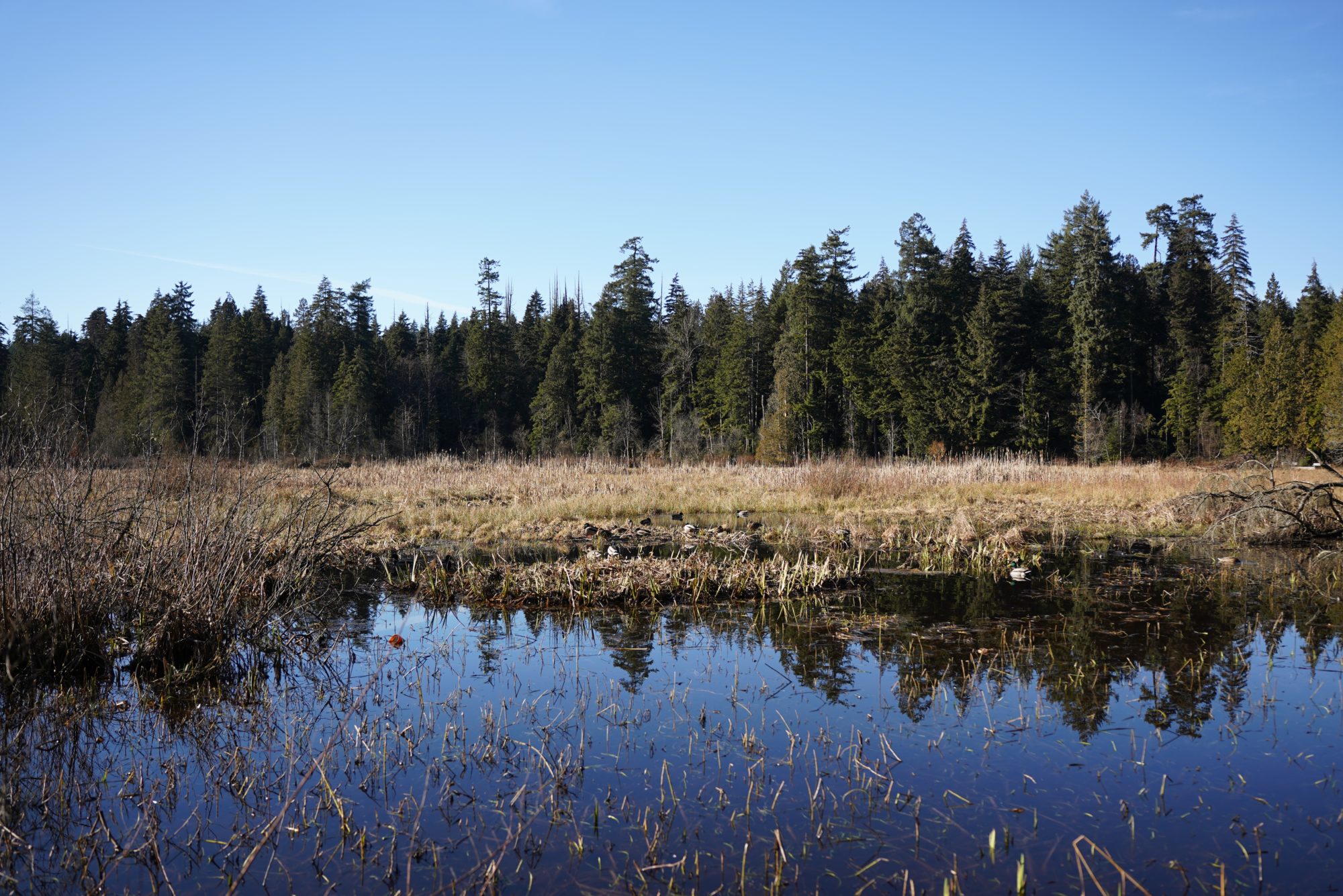 Beaver Lake