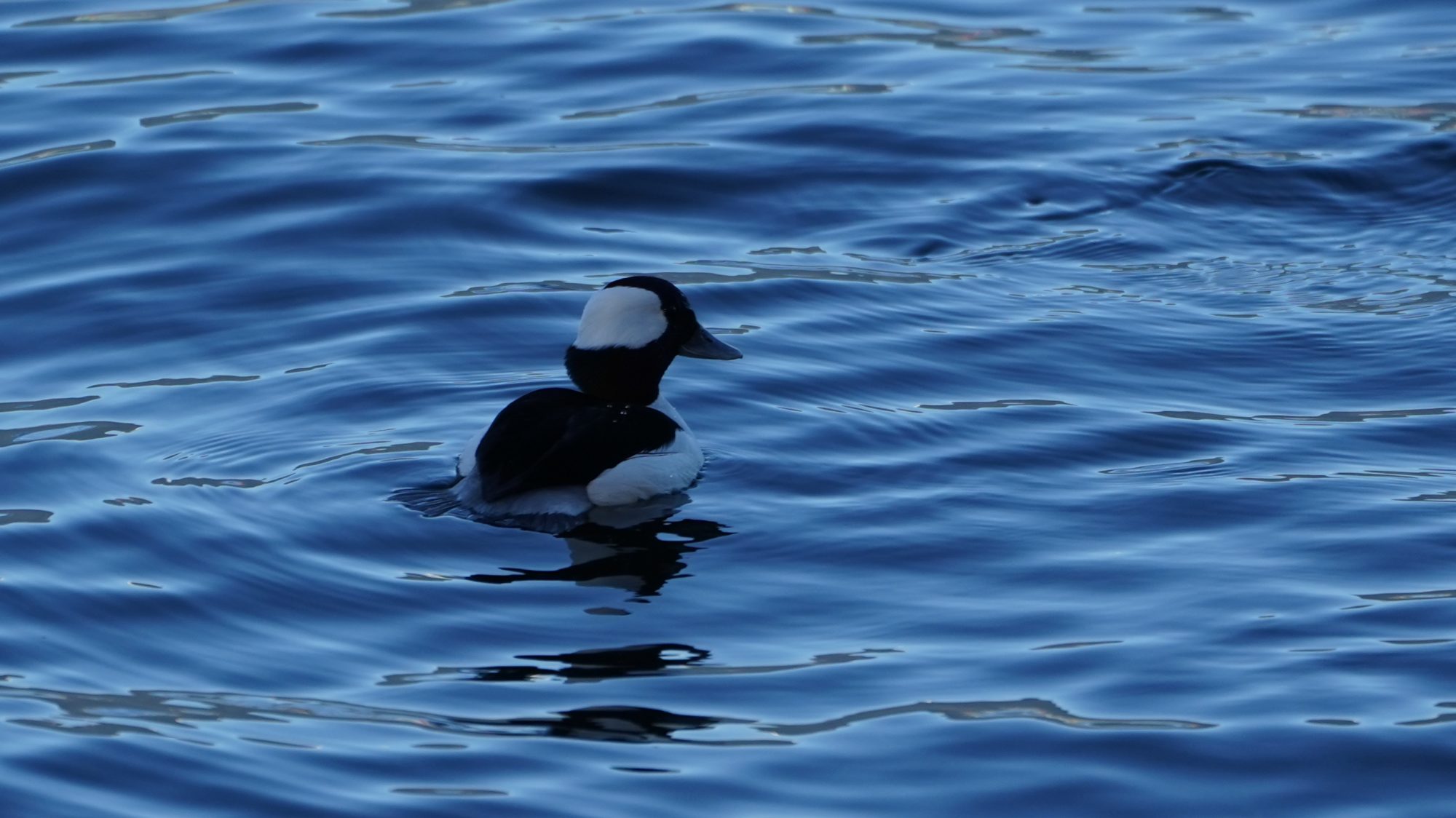 Bufflehead