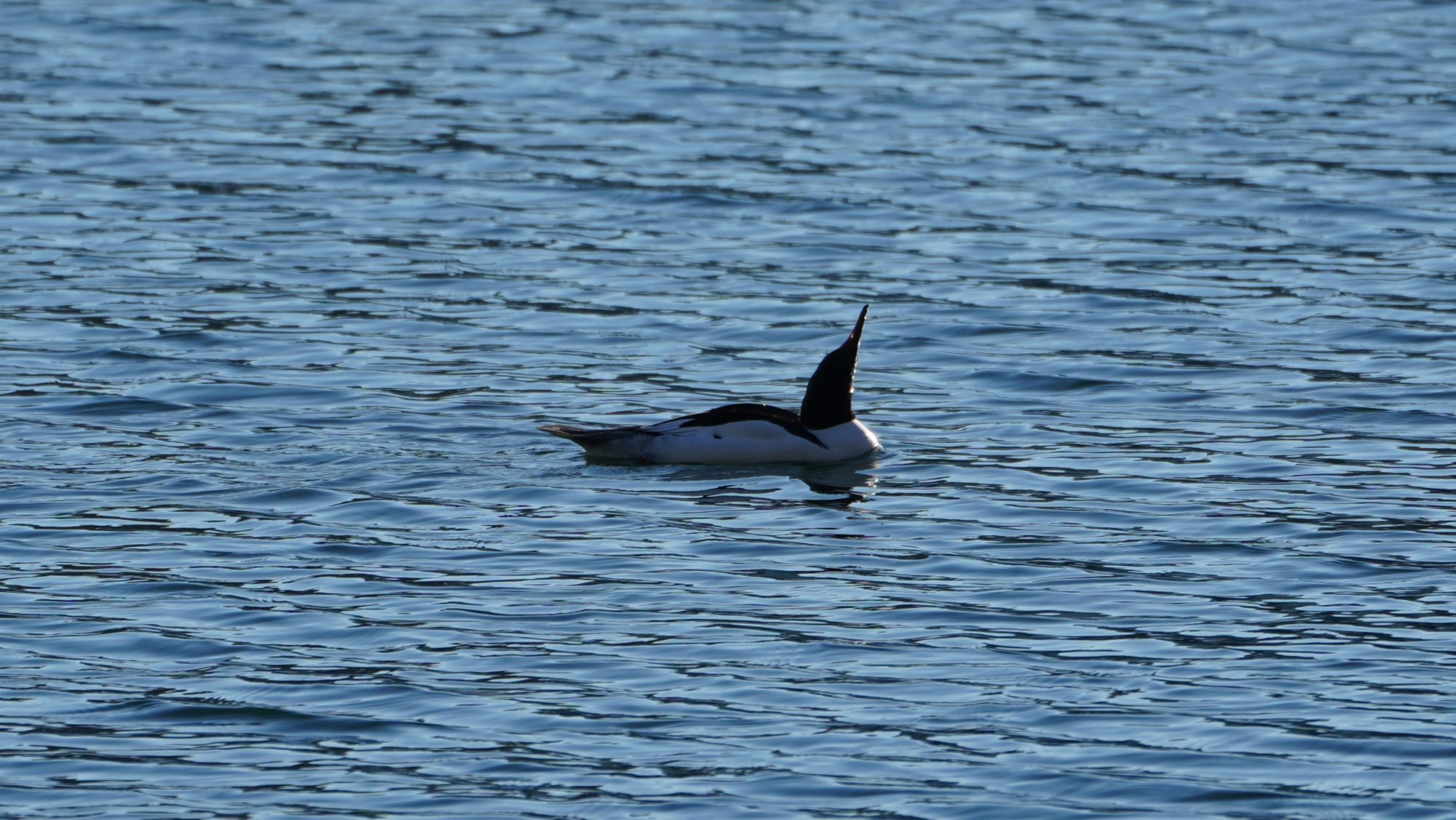 Common Merganser