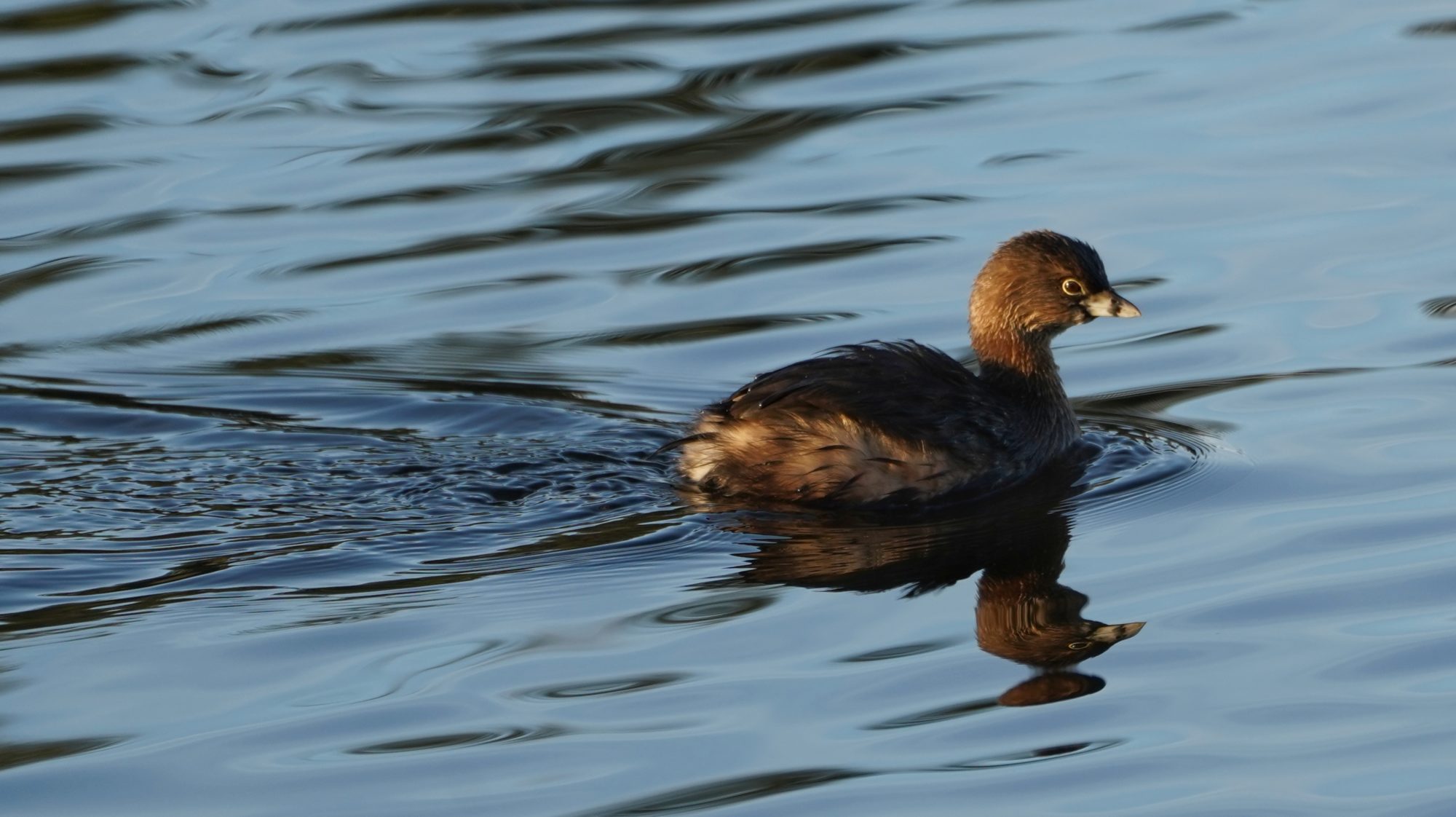 Pied-billed Grebe