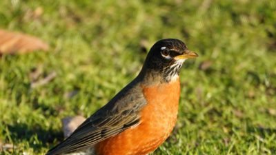 Robin