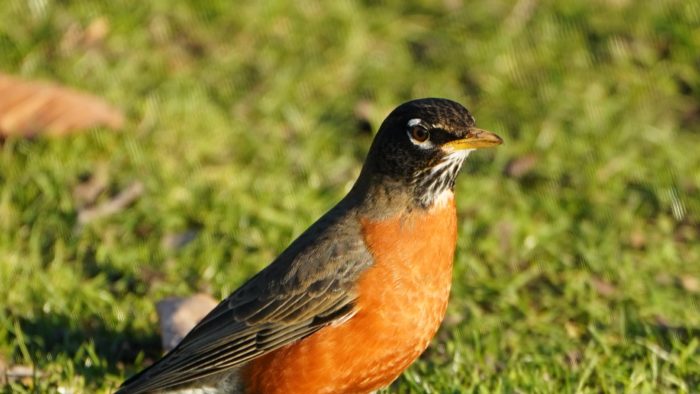 Robin