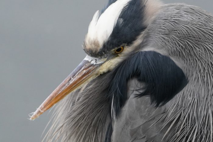 Heron close up