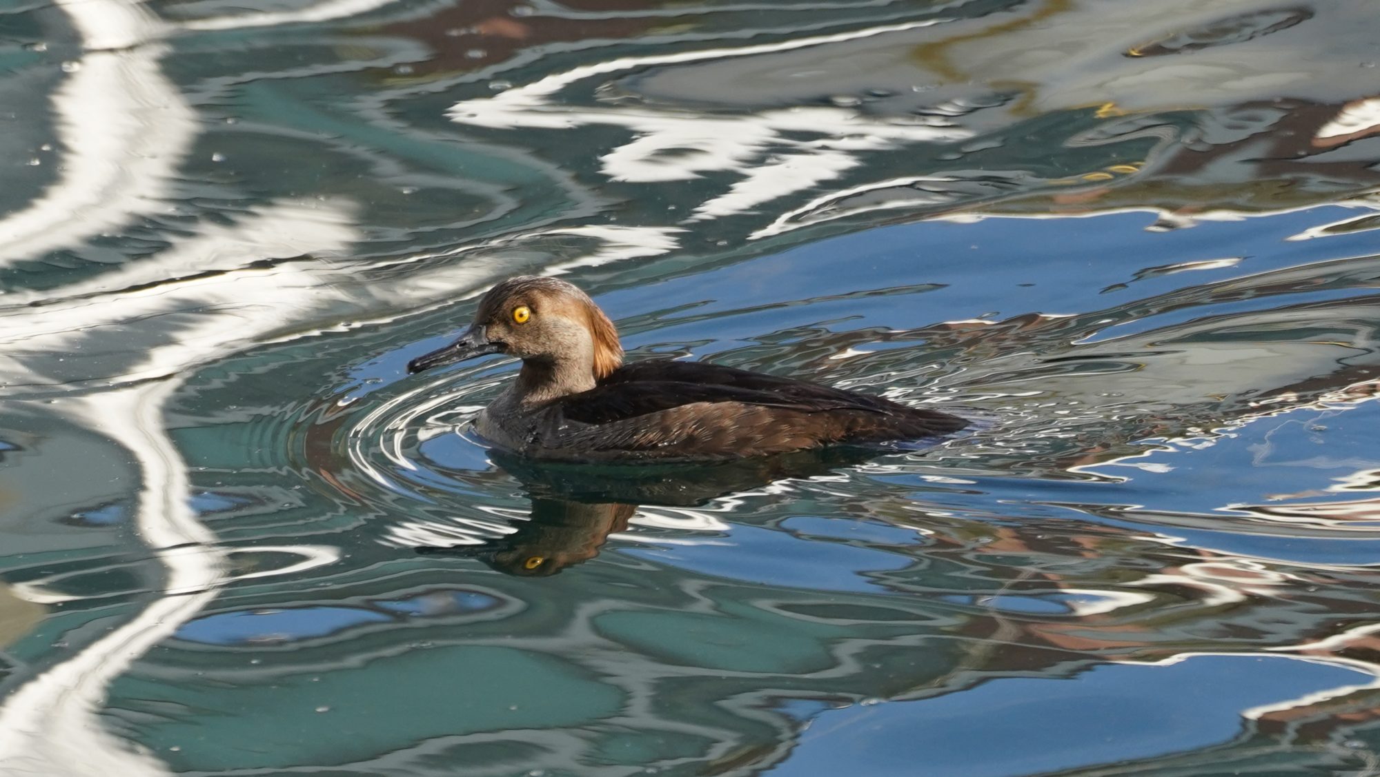 Hooded Merganser