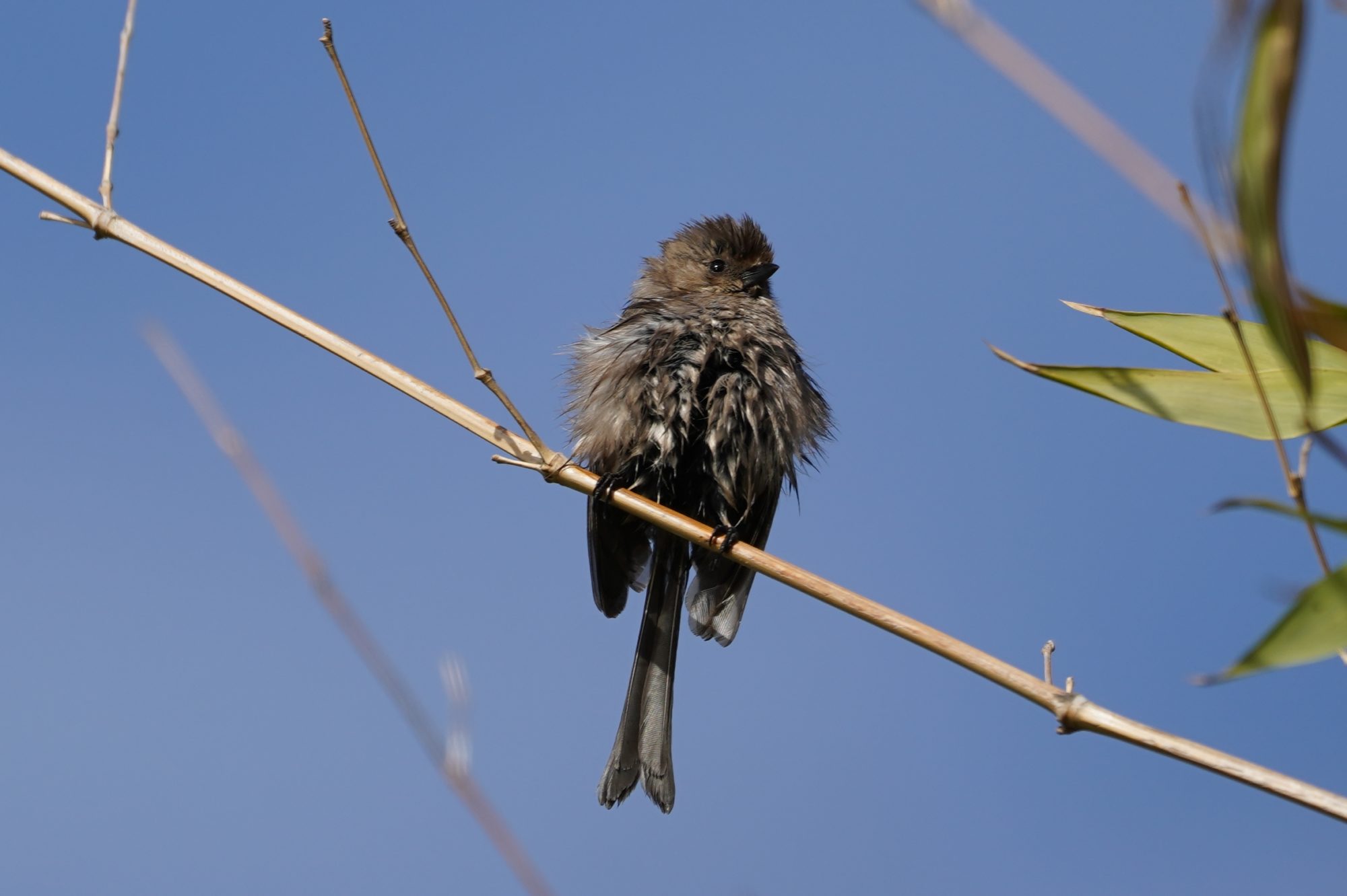 Wet bushtit