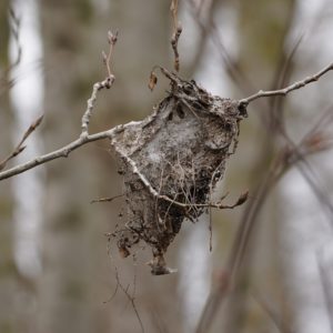 Some old nest
