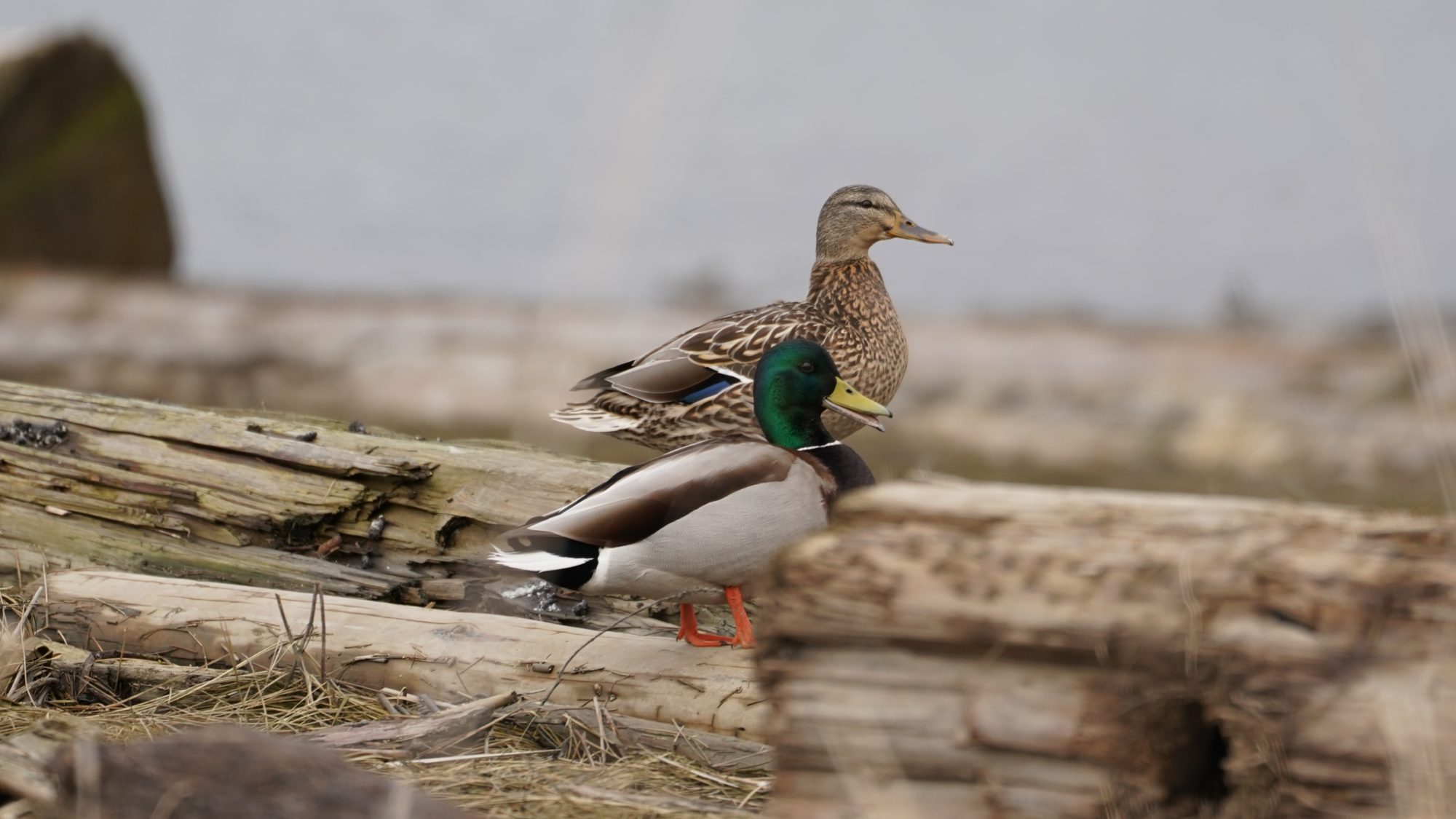 Mallard duck pair