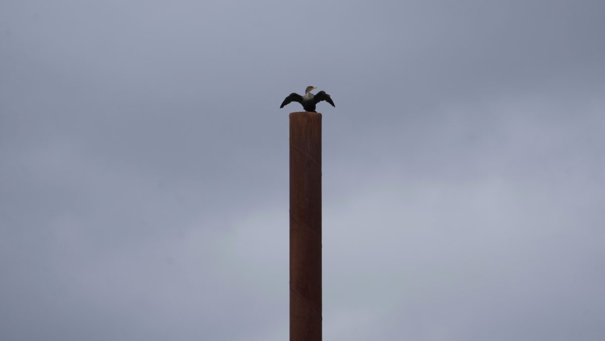Cormorant on a piling