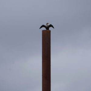 Cormorant on a piling