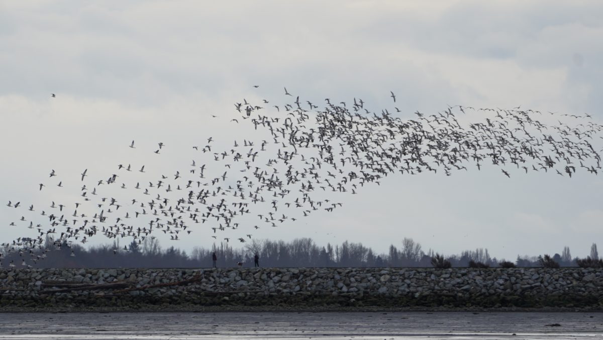 Distant snow geese