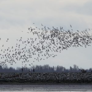 Distant snow geese