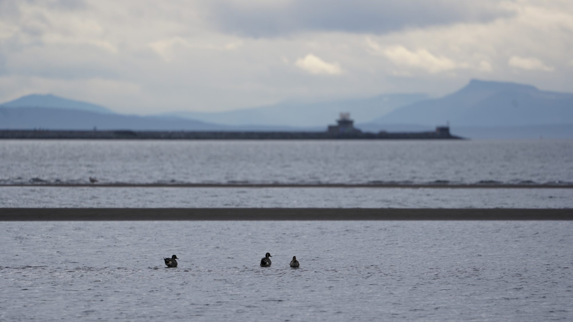 Northern pintails