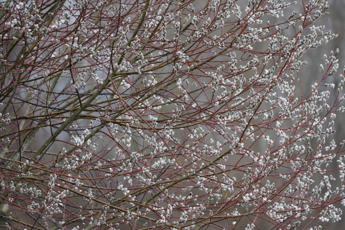 Pussy willow tree