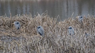 Four sleeping herons
