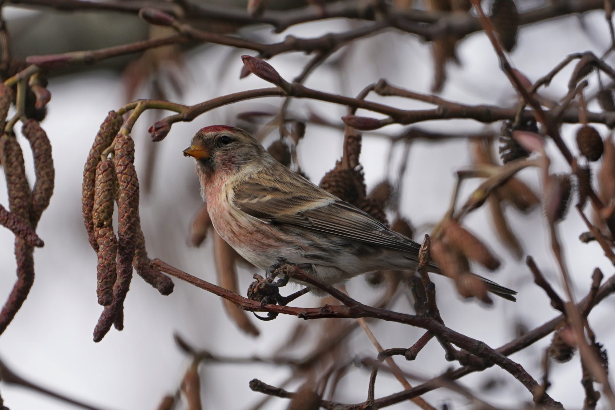 Common Redpoll