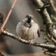 The fluffiest House Sparrow