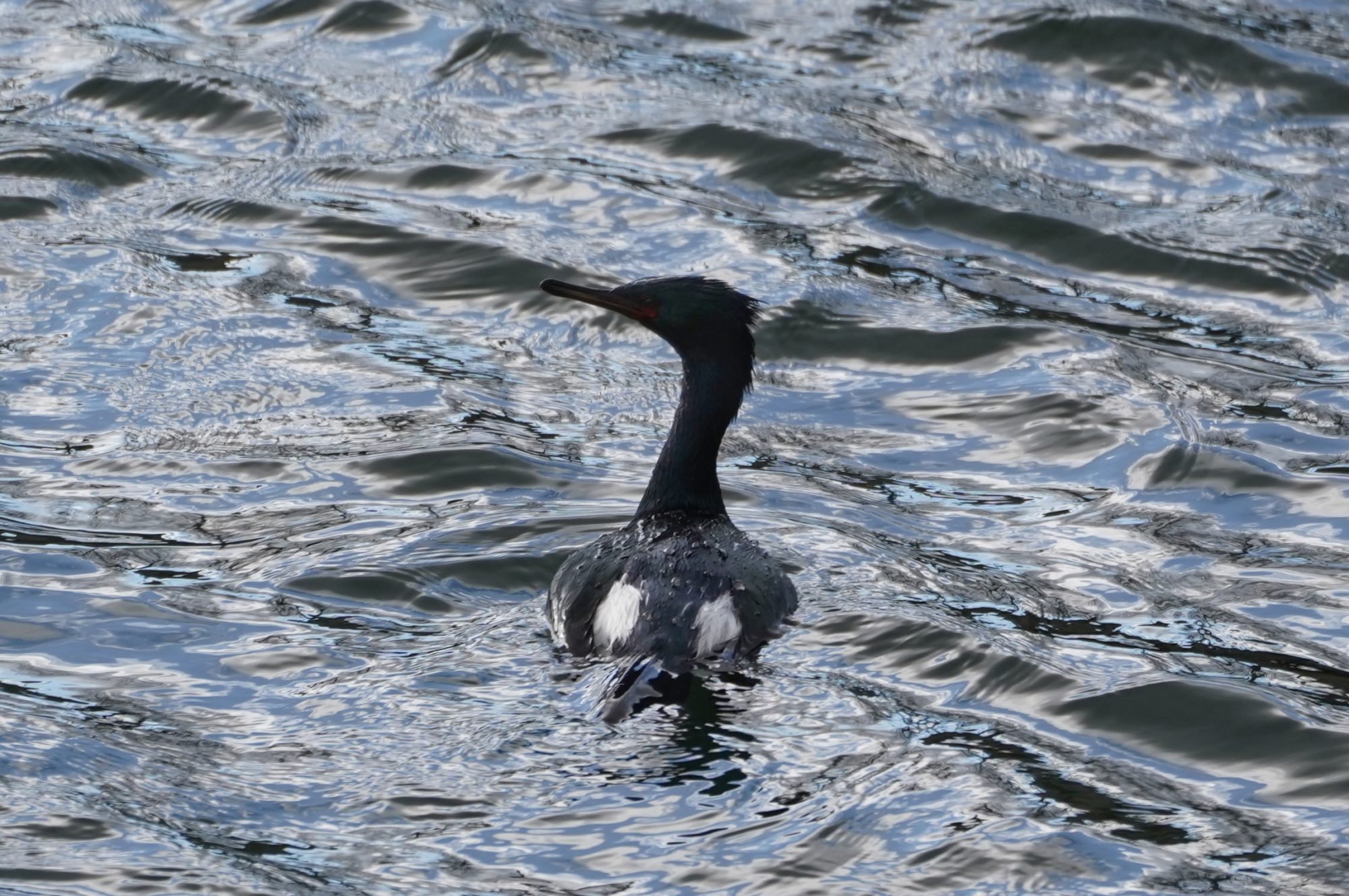 Pelagic Cormorant