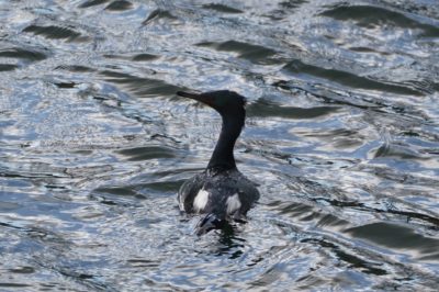 Pelagic Cormorant
