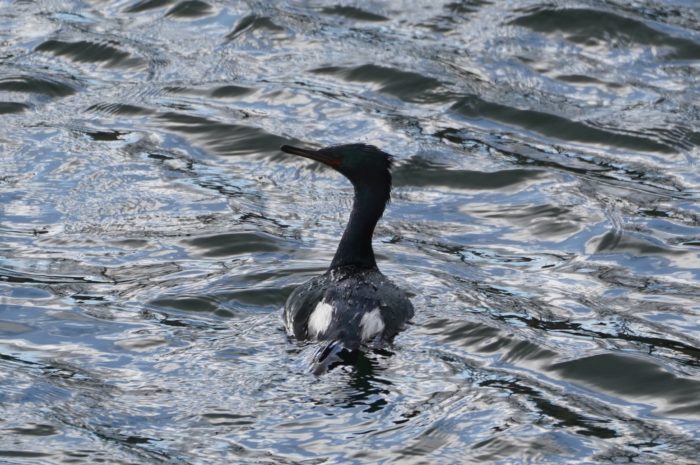 Pelagic Cormorant
