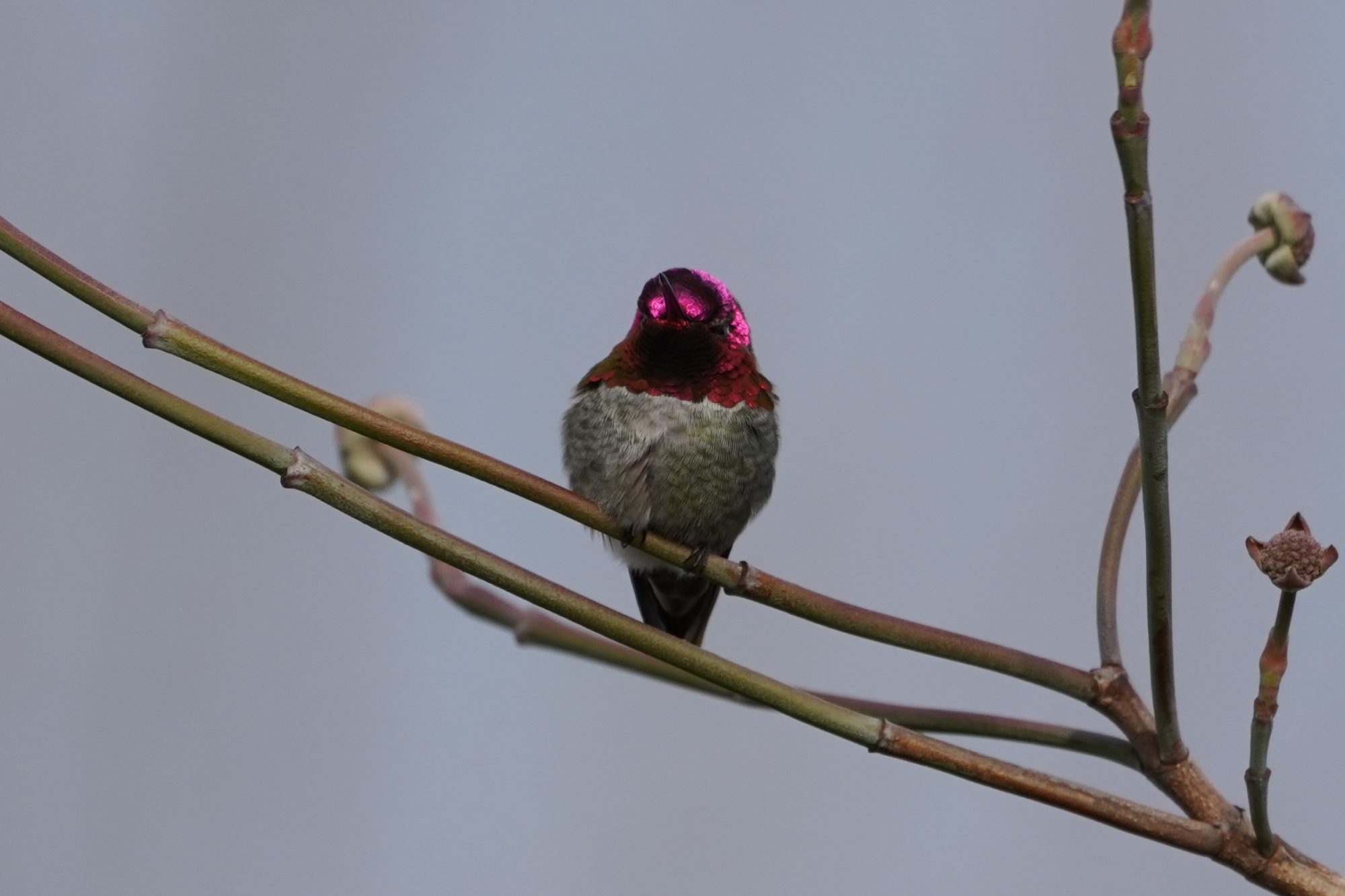 Anna's hummingbird