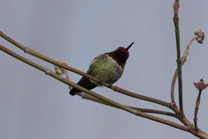 Anna's hummingbird