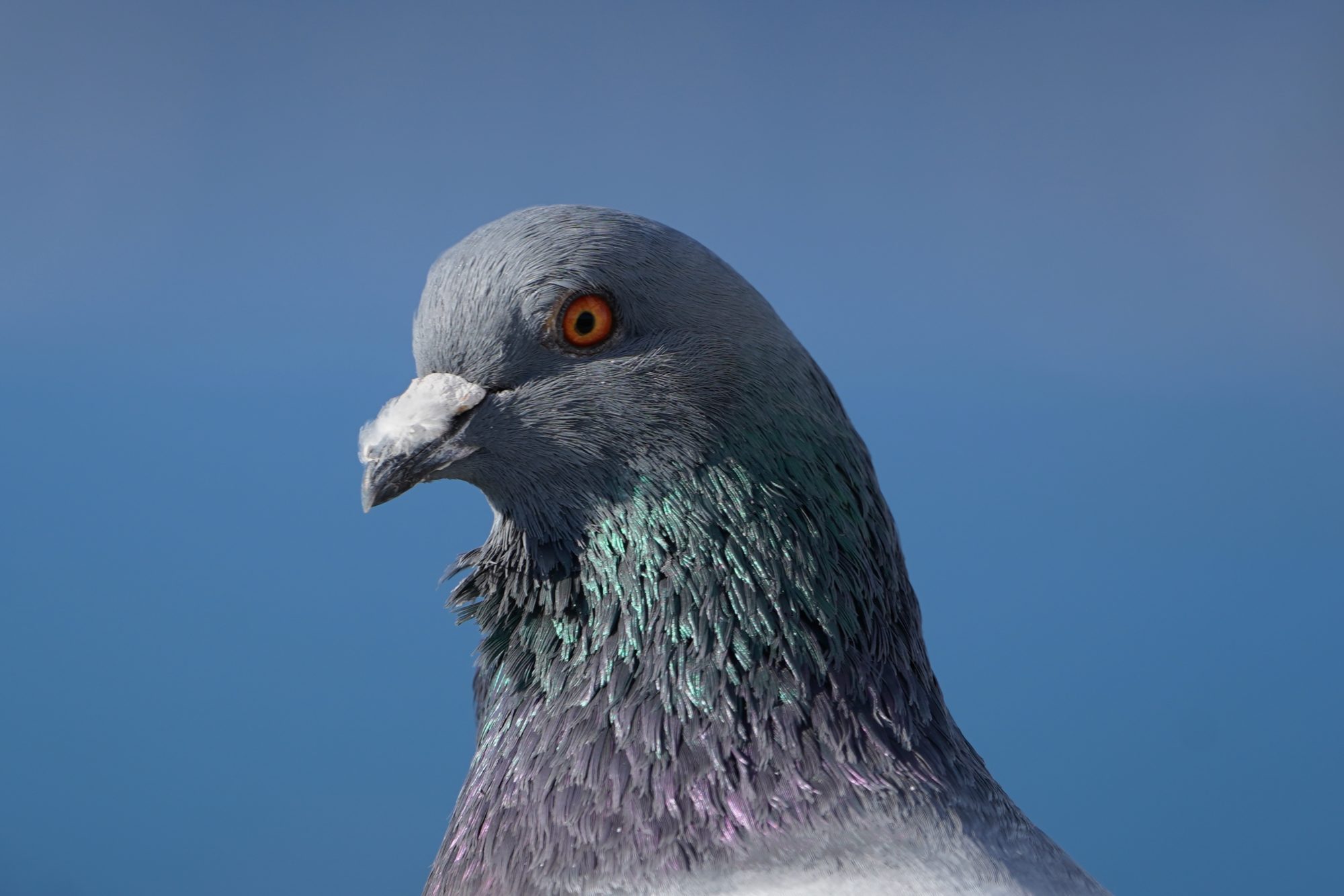 Pigeon