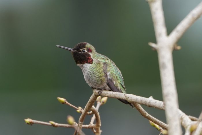 Anna's hummingbird