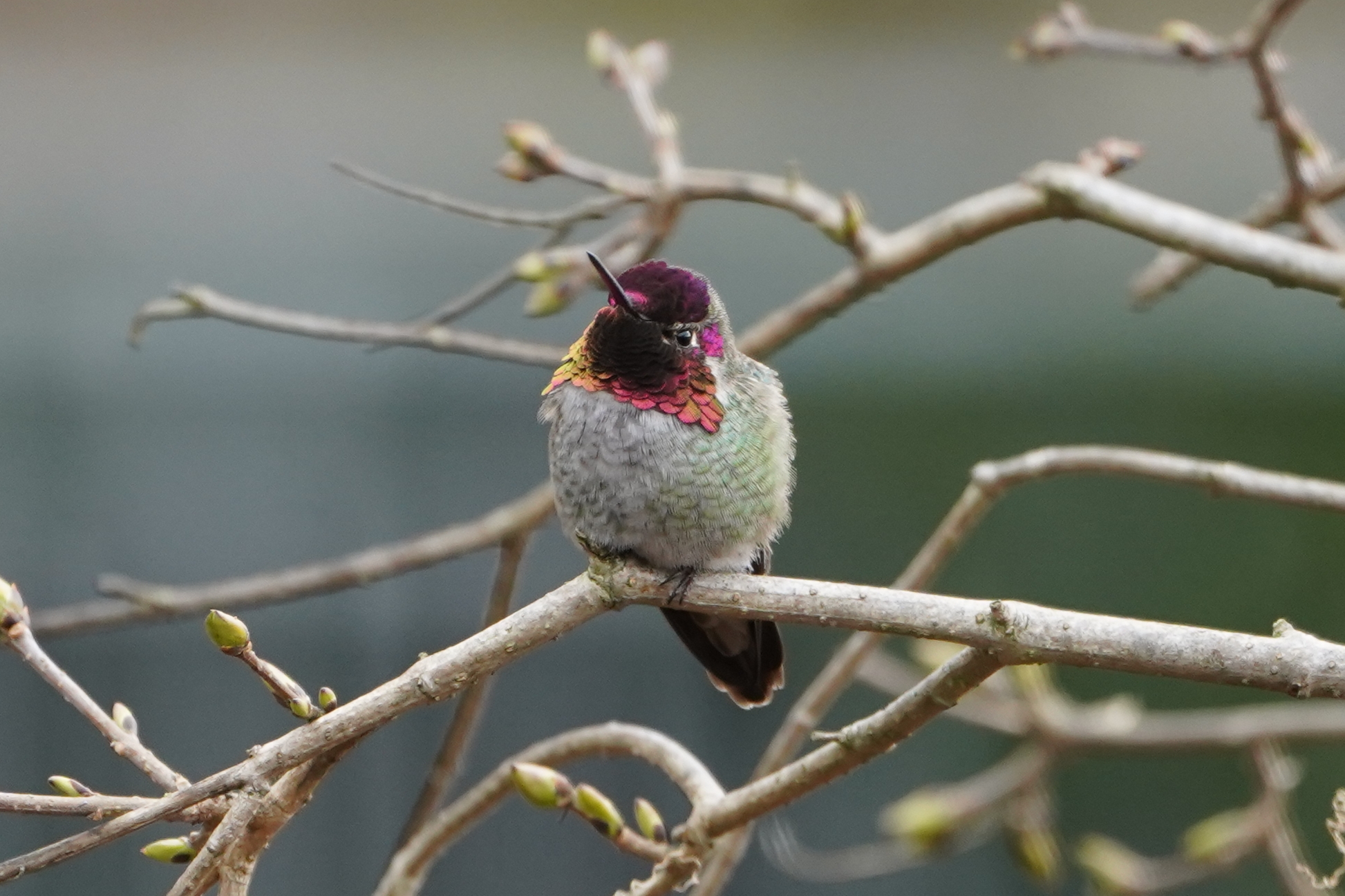 Anna's hummingbird