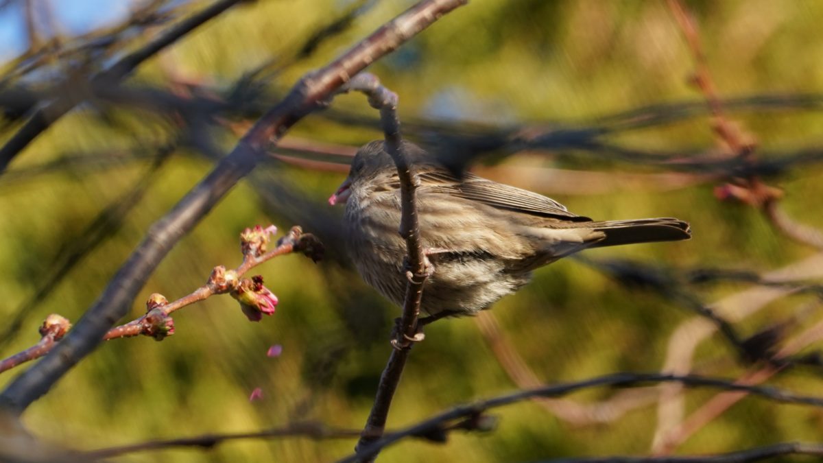 House finch eating a flower