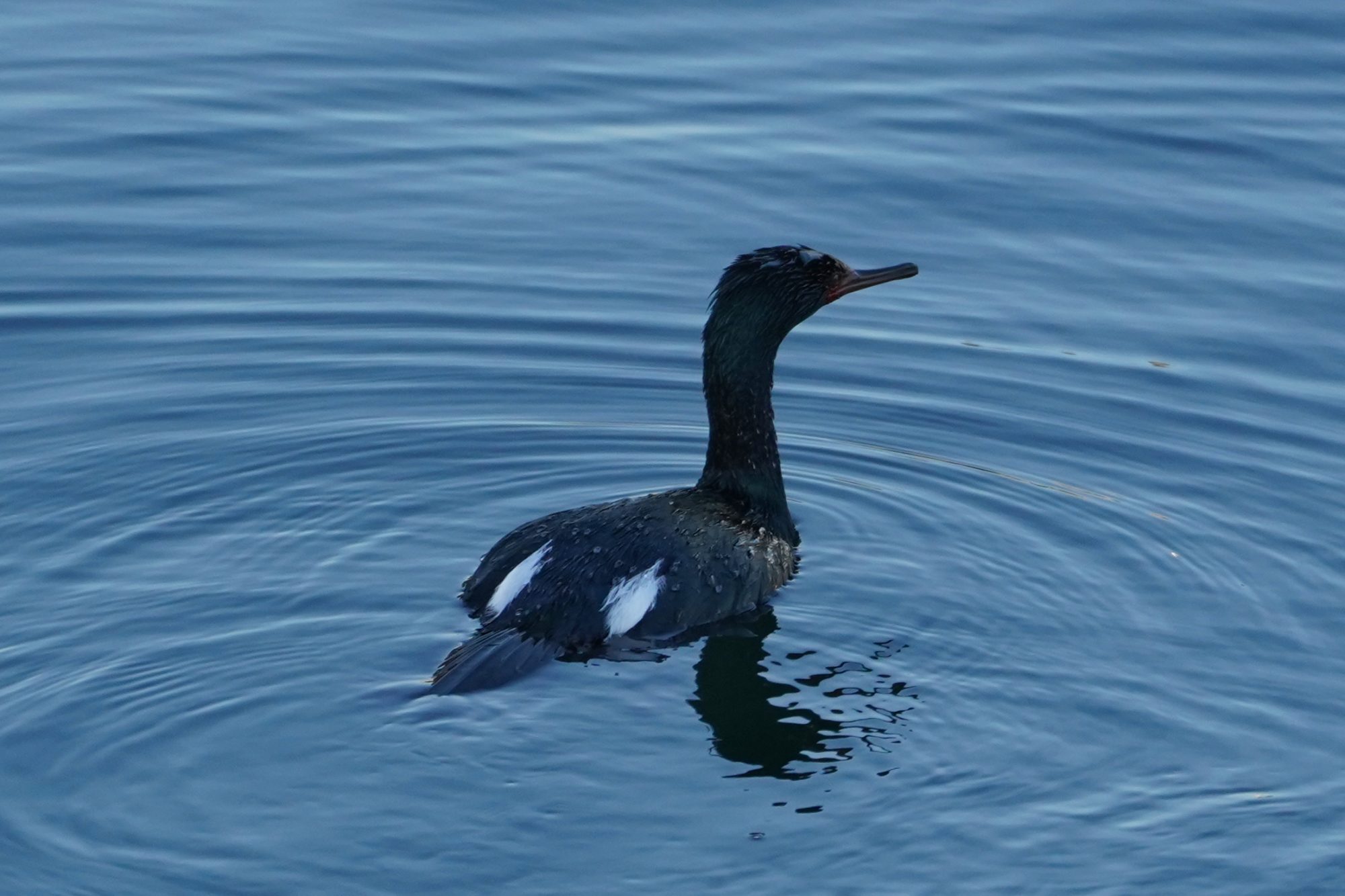 Pelagic cormorant