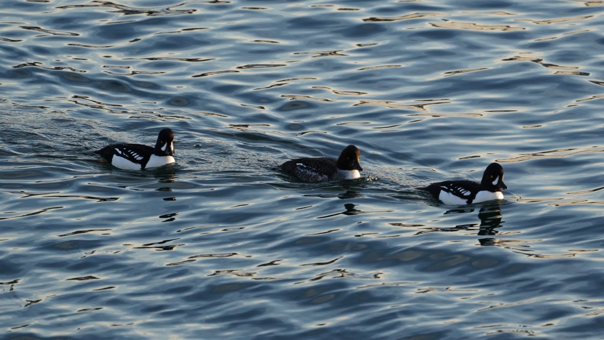 Barrow's goldeneyes