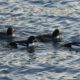 Barrow’s Goldeneye double date