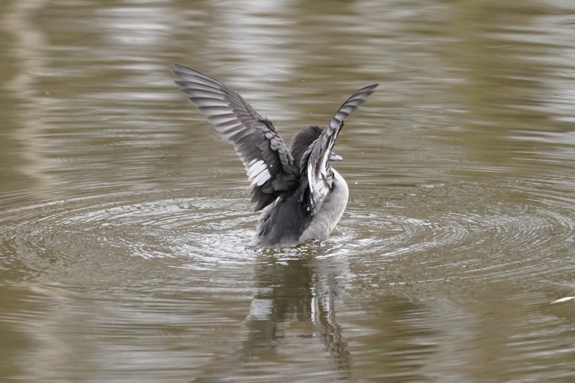 Female bufflehead