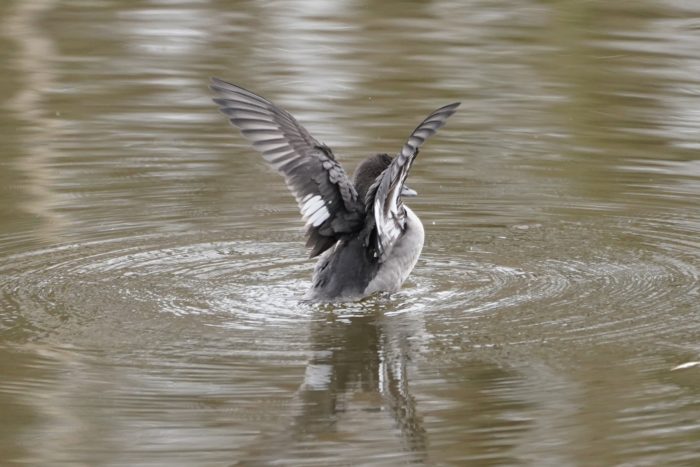 Female bufflehead