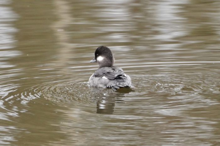 Female Bufflehead