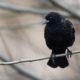 Adolescent male blackbird