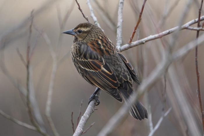 Female Red-winged Blackbird