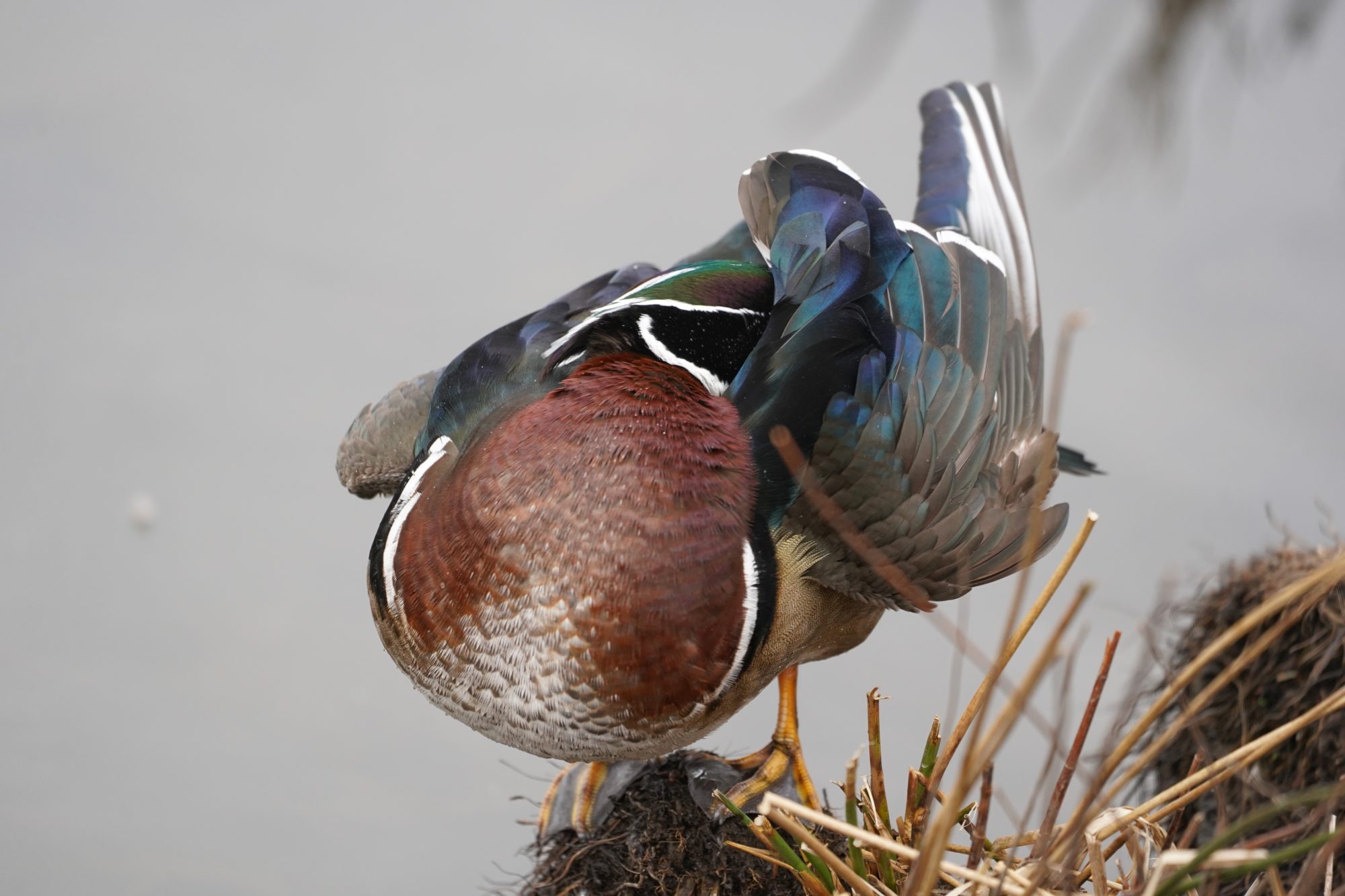 Wood Duck