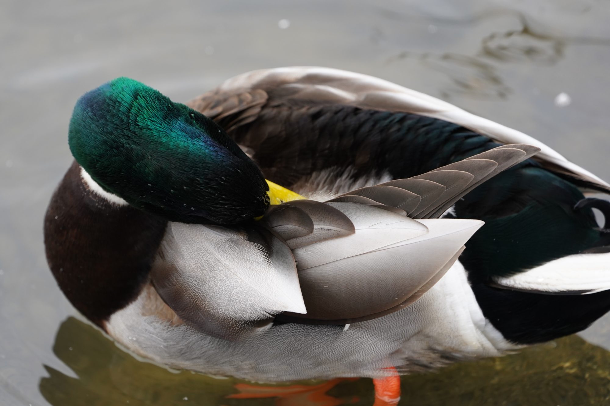 Mallard grooming