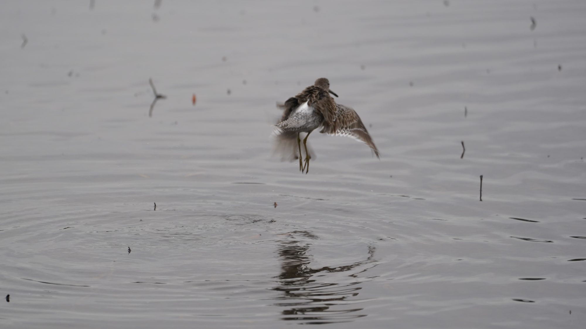 Dowitcher landing