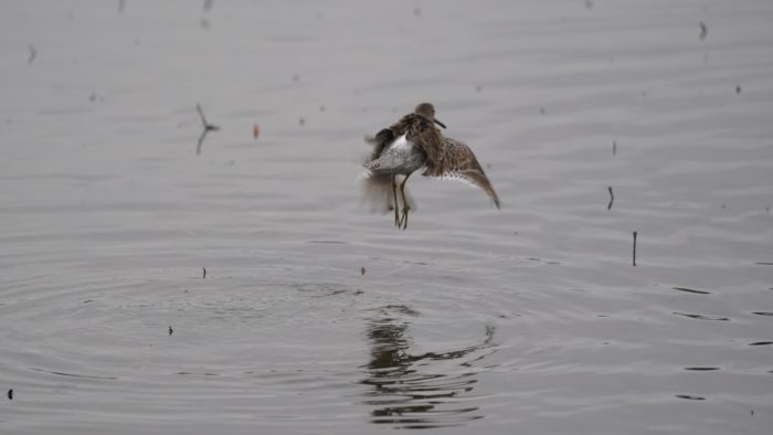 Dowitcher landing