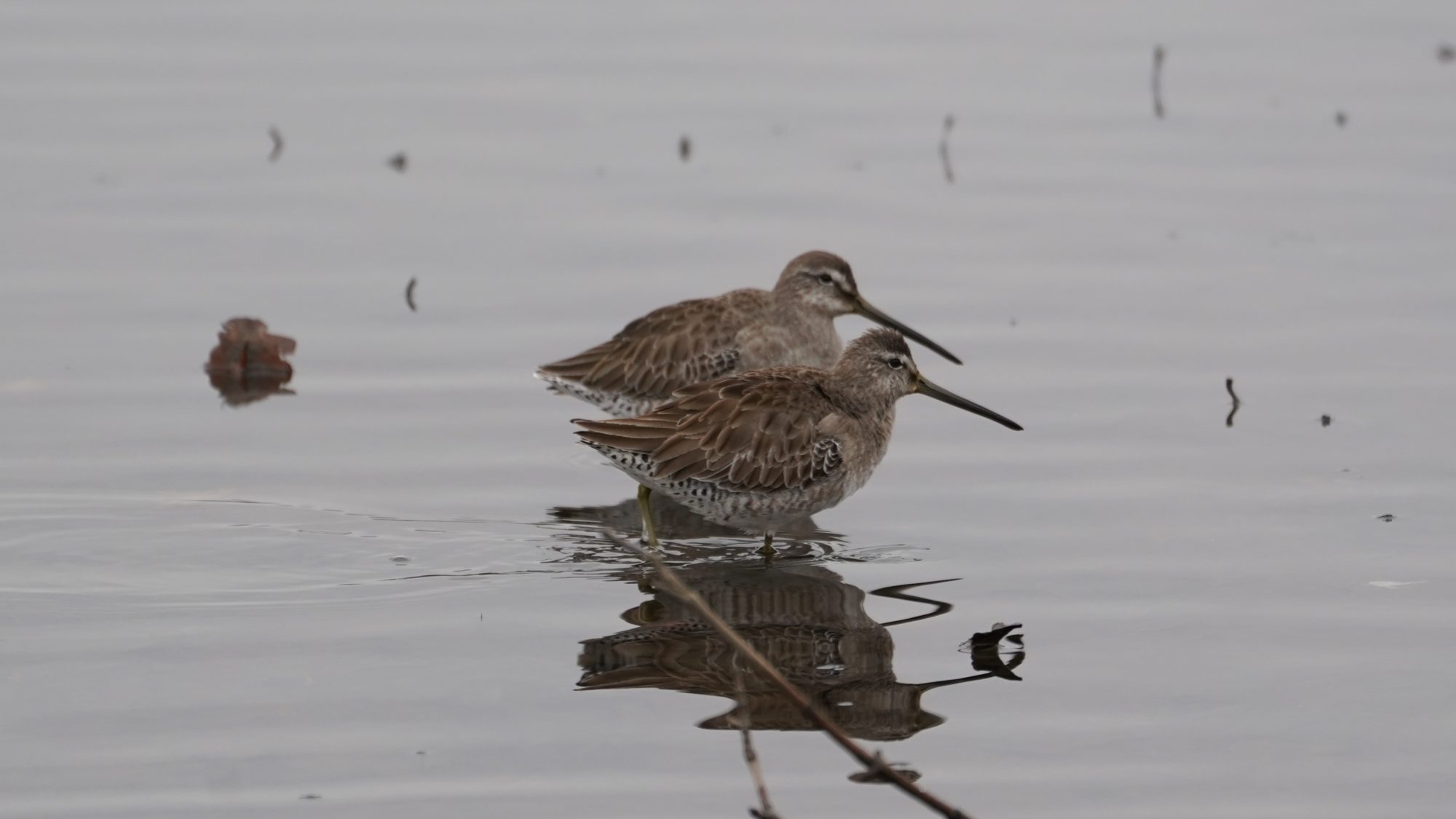 Long-billed Dowitchers