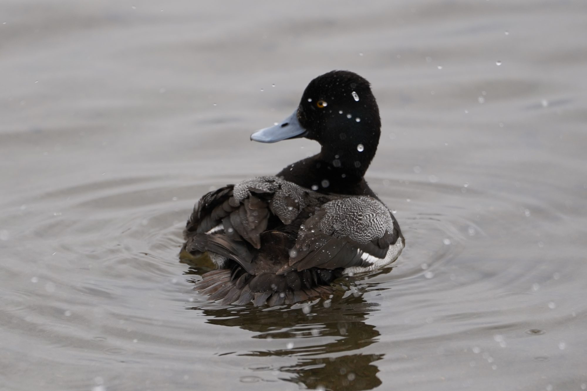 Greater Scaup male