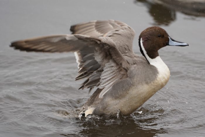 Northern Pintail